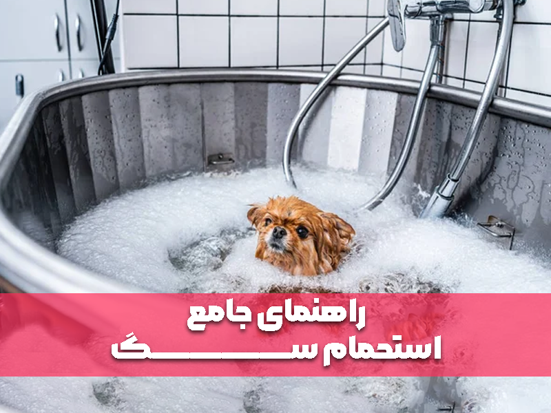 راهنمای جامع استحمام سگ